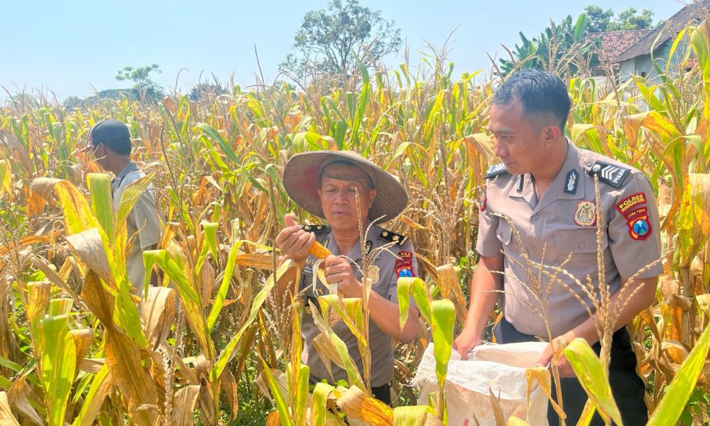 Dukung Swasembada Pangan, Polres Pasuruan Kota Lakukan Pengawasan Lahan Binaan di Kebonagung
