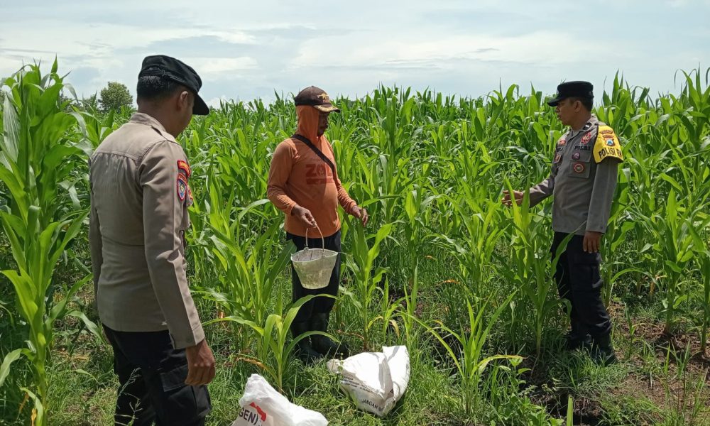 Bhabinkamtibmas Keboncandi Lakukan Pengawasan Lahan Binaan, Dukung Ketahanan Pangan