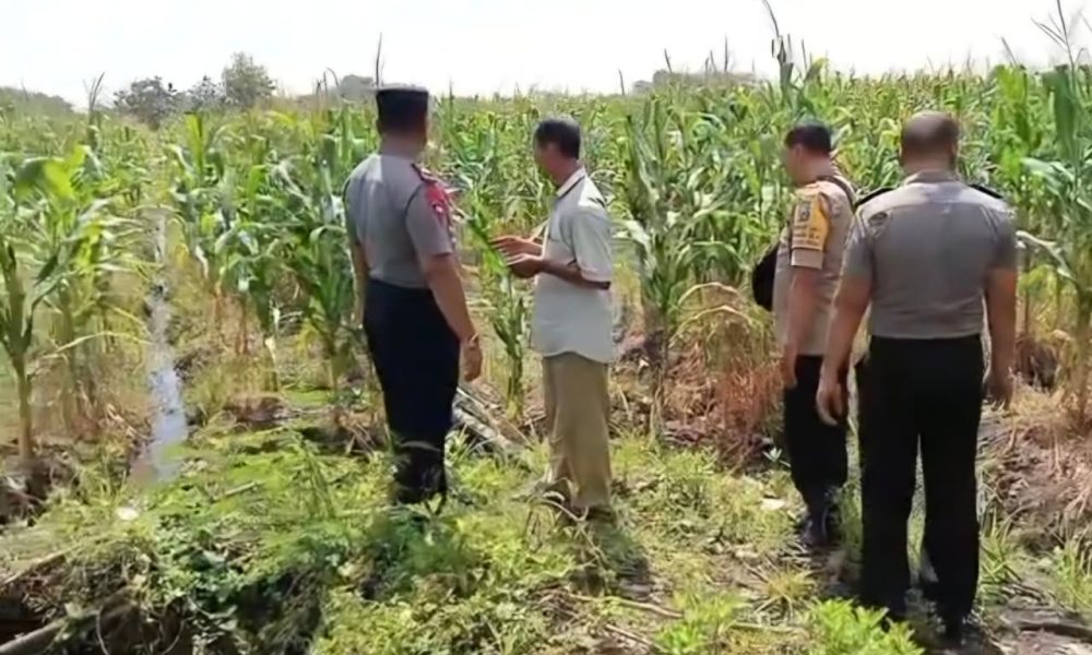 Dukung Ketahanan Pangan, Polsek Keboncandi Kembangkan Penanaman Jagung Bersama Petani