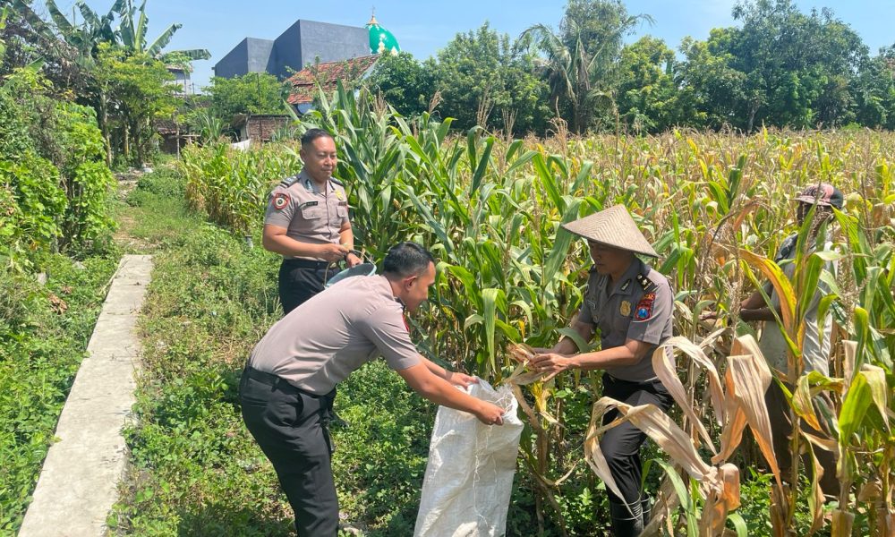 Dukung Ketahanan Pangan Nasional, Polres Pasuruan Kota Dampingi Penanaman Jagung di Desa