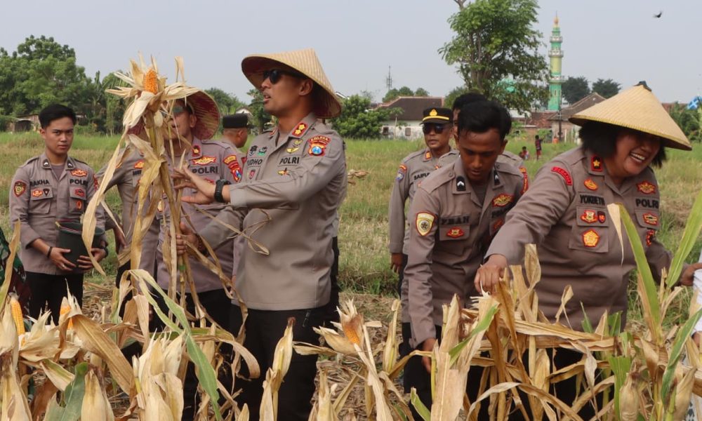 Panen Jagung di Kebonagung, Polres Pasuruan Kota Dukung Ketahanan Pangan Nasional