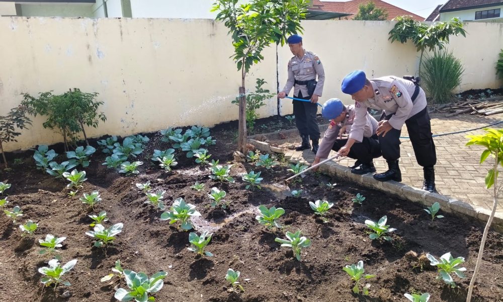 Manfaatkan Lahan Kosong, Satpolairud Polres Pasuruan Kota Tanam Sayur dan Buah Dukung Ketahanan Pangan