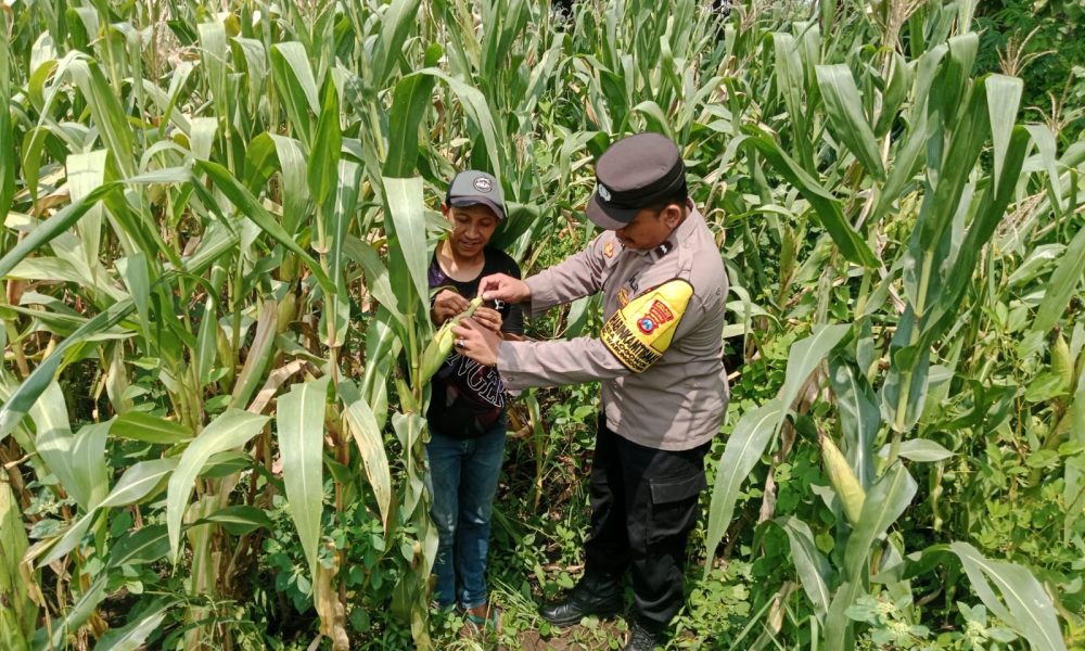 Bhabinkamtibmas Polsek Pohjentrek Monitoring Lahan Poktan Dukung Ketahanan Pangan Nasional