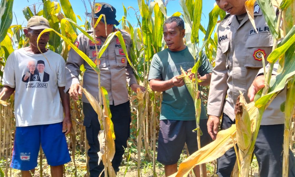 Polresta Sidoarjo Gelorakan Swasembada Pangan Dampingi Warga Tani Kelola Jagung Hibrida