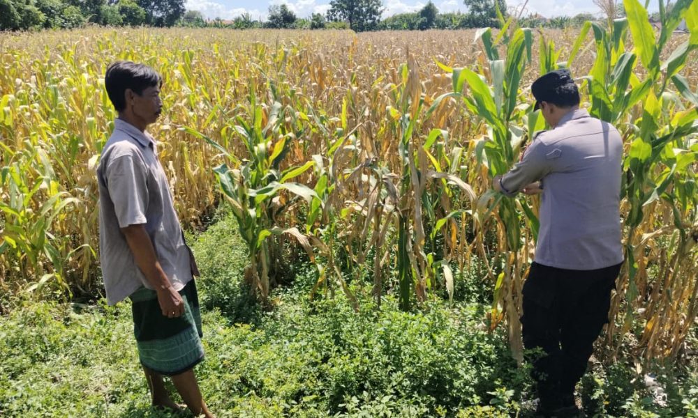 Bhabinkamtibmas Desa Pohjentrek Dampingi Petani Jagung, Dukung Ketahanan Pangan Nasional