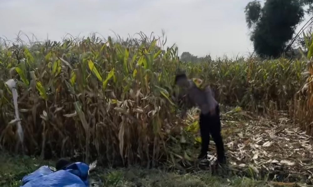 Dukung Ketahanan Pangan Nasional, Bhabinkamtibmas Krapyakrejo Rutin Cek Lahan Binaan Polri