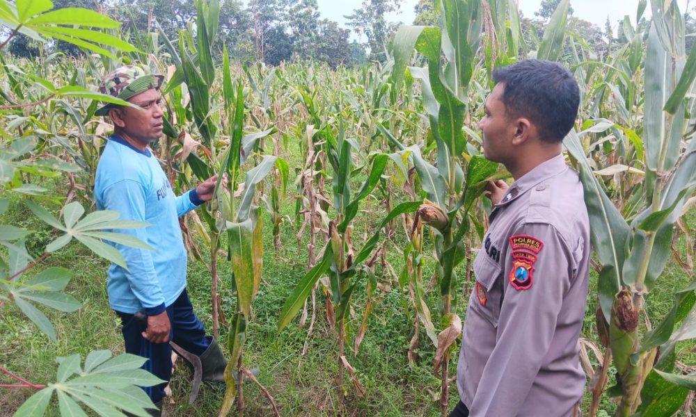 Dukung Program Ketahanan Pangan Nasional, Bhabinkamtibmas Polsek Grati Aktif Dampingi Kelompok Tani Binaan Polri