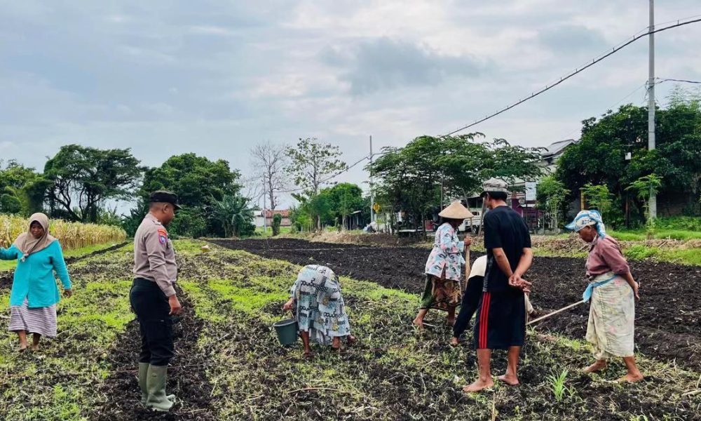 Bhabinkamtibmas Polsek Pohjentrek Rutin Cek Lahan Jagung Binaan, Dukung Ketahanan Pangan Nasional