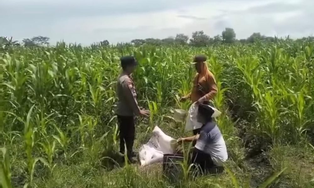 Dukung Ketahanan Pangan, Polsek Keboncandi Dampingi Kelompok Tani di Gondangwetan