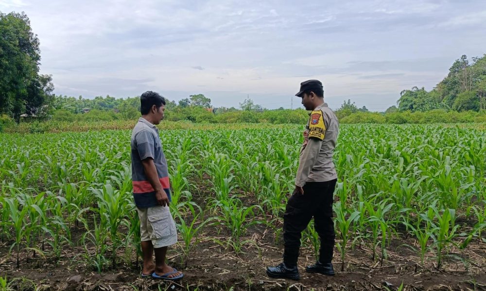 Dukung Ketahanan Pangan, Bhabinkamtibmas Polsek Kraton Monitoring Lahan Jagung Petani Desa Pukul
