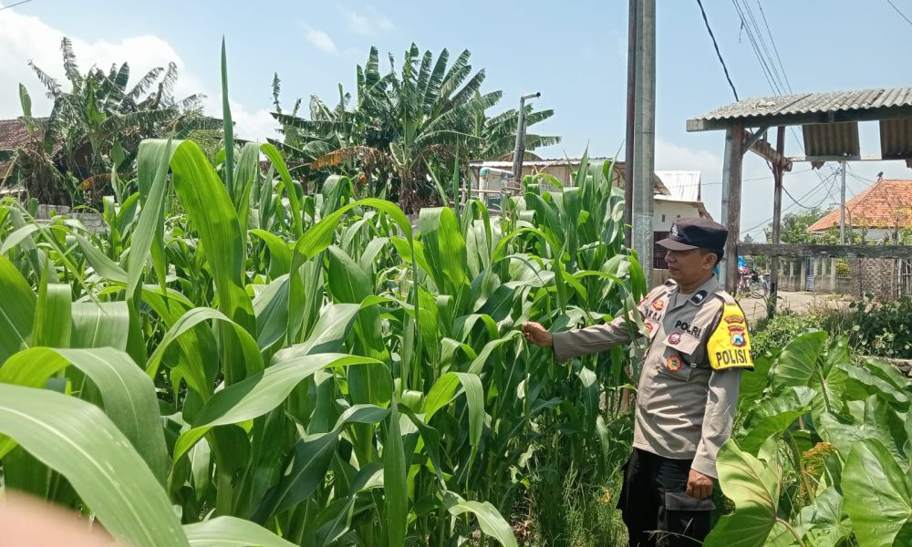 Dukung Ketahanan Pangan, Bhabinkamtibmas Polsek Keboncandi Sambangi Petani Jagung di Lahan Binaan Polri