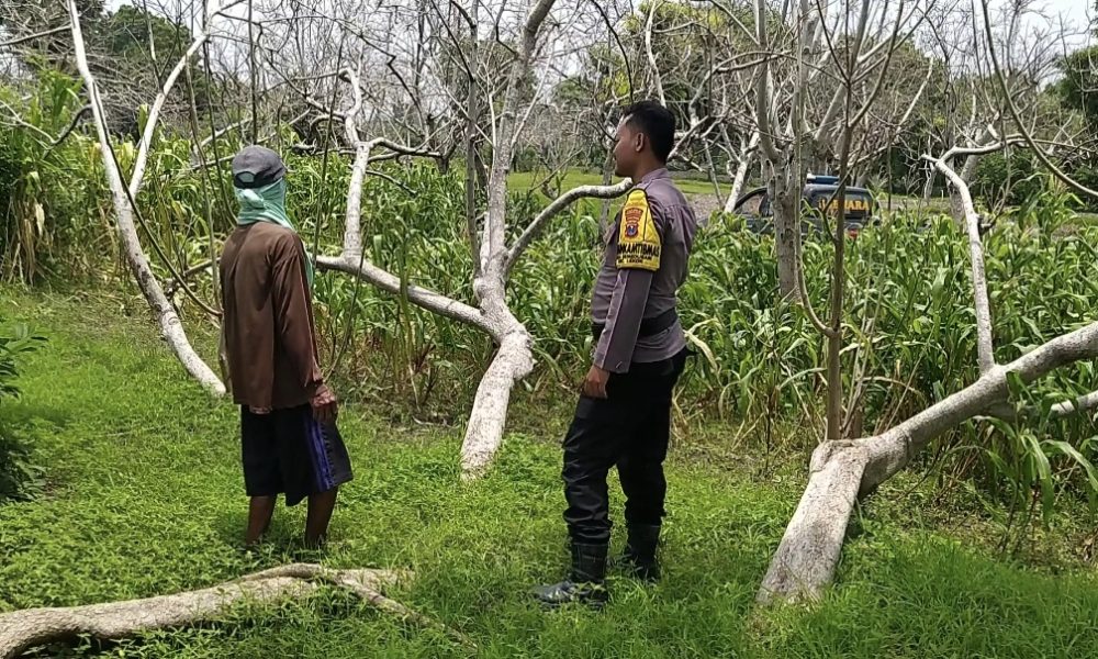 Bhabinkamtibmas Polsek Lekok Dampingi Petani, Dukung Ketahanan Pangan Nasional