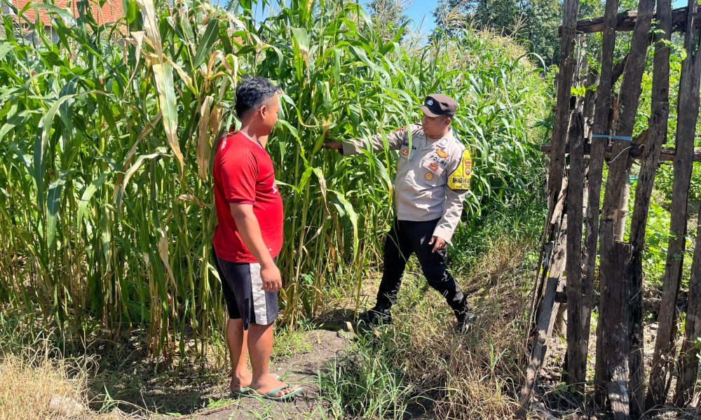 Bhabinkamtibmas Polsek Pohjentrek Aktif Awasi Lahan Binaan Polri, Dukung Swasembada Pangan Nasional