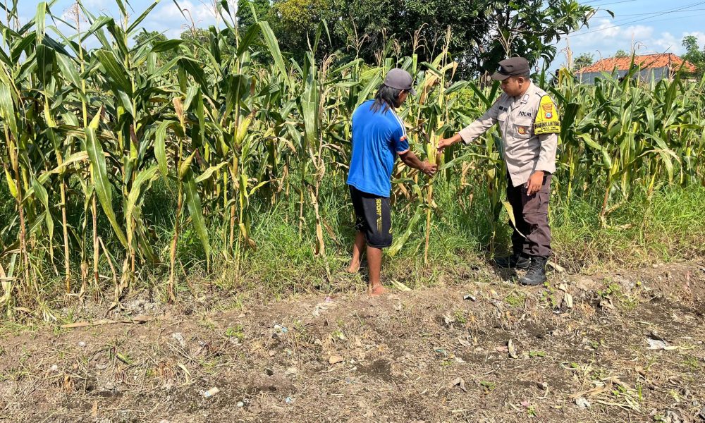 Dukung Asta Cita, Bhabinkamtibmas Polsek Pohjentrek Aktif Dampingi Kelompok Tani Binaan Polri