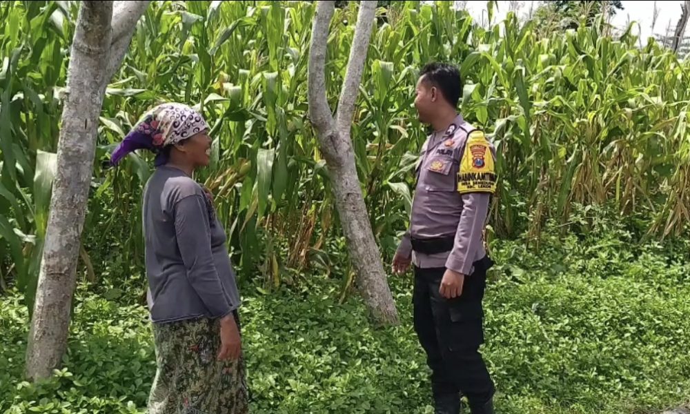 Dukung Ketahanan Pangan, Bhabinkamtibmas Polsek Lekok Setia Dampingi Petani Jagung di Lahan Binaan Polri