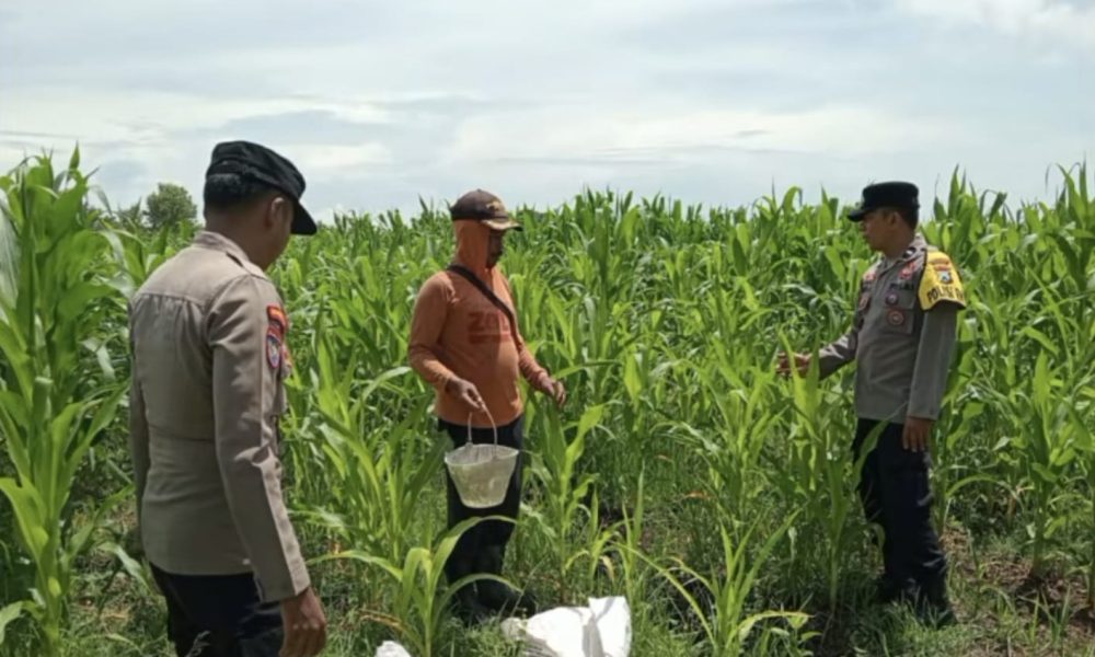 Polsek Keboncandi dan Petani Bersinergi Wujudkan Ketahanan Pangan Nasional