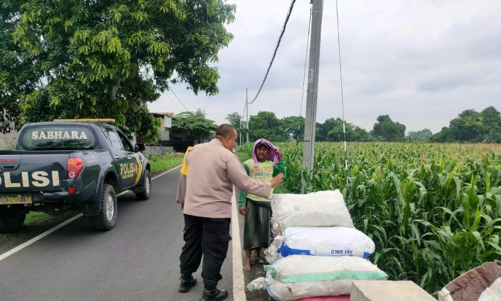 Dukung Swasembada Pangan, Bhabinkamtibmas Pohjentrek Cek Tanaman Jagung Bersama Petani