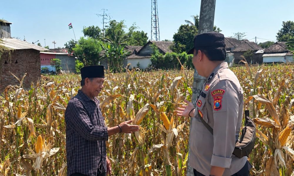 Polres Pasuruan Kota Dukung Ketahanan Pangan, Bhabinkamtibmas Dampingi Petani Jagung di Desa Gejugjati