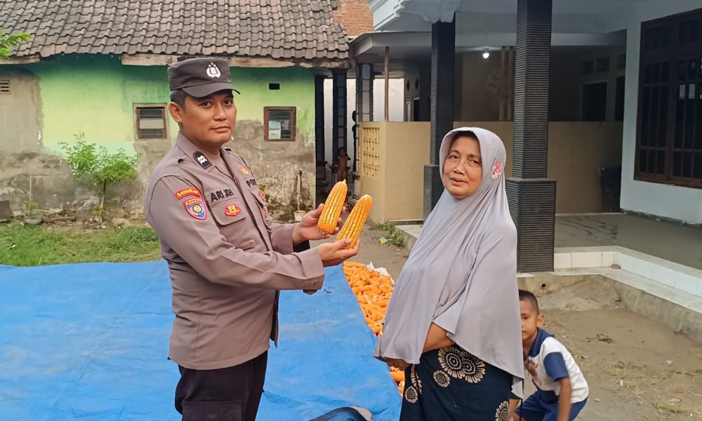 Bhabinkamtibmas Desa Rowogempol Dampingi Petani Jagung, Dukung Ketahanan Pangan Nasional