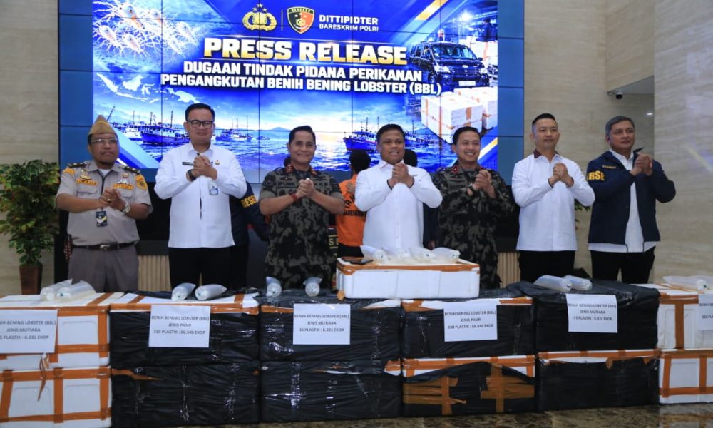 Polri Ungkap Jaringan Penyelundupan Baby Lobster Lintas Negara, Dua Pelaku Ditangkap