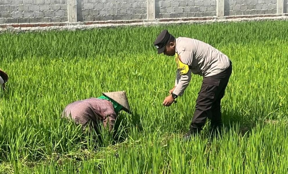 Dukung Swasembada Pangan, Bhabinkamtibmas Tidu Aktif Sambangi Petani