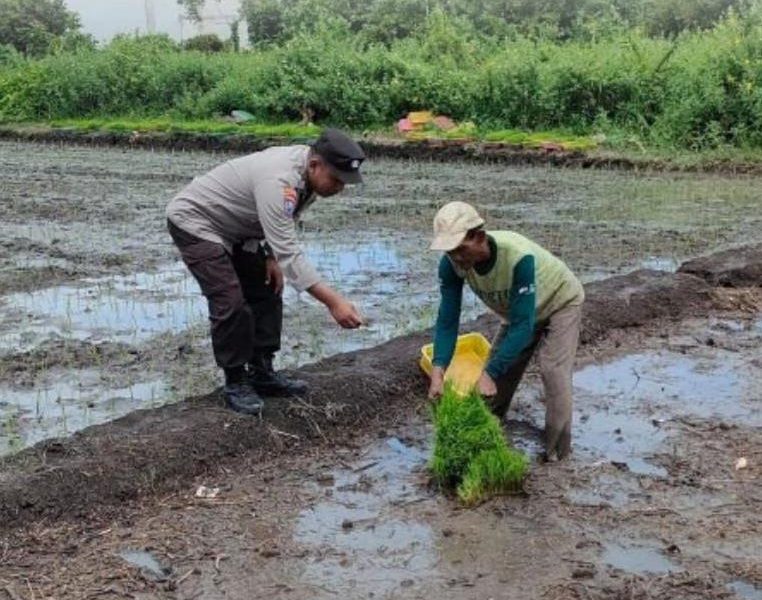 Bhabinkamtibmas Tidu Sambangi Petani, Dorong Lahan Produktif Dukung Swasembada Pangan