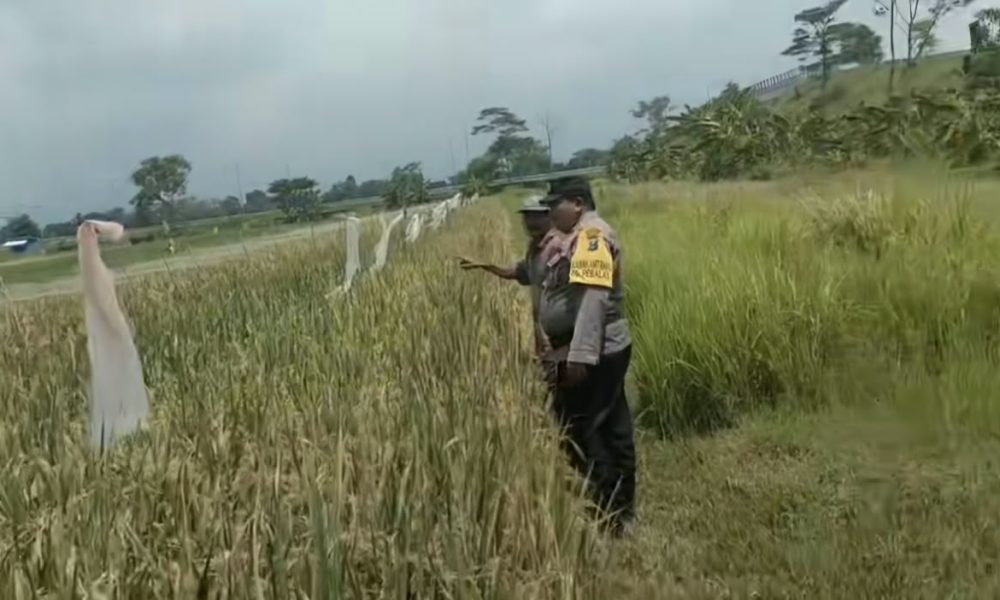Bhabinkamtibmas Desa Rebalas Aktif Dampingi Petani, Dukung Ketahanan Pangan Nasional
